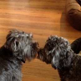 Two dogs touching noses