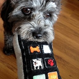 Dog playing with toy