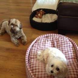 Three dogs resting together