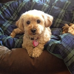 Golden doodle on couch