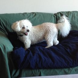 5 Star Pet Service dog care photo 6