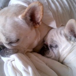 5 Star Pet Service dog care photo 7
